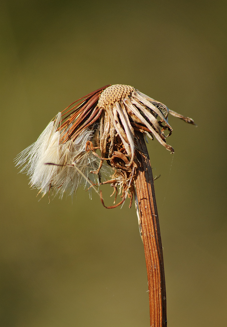 Image of Trommsdorffia maculata specimen.