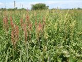 Rumex confertus