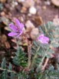 Erodium cicutarium