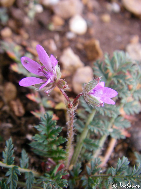 Изображение особи Erodium cicutarium.