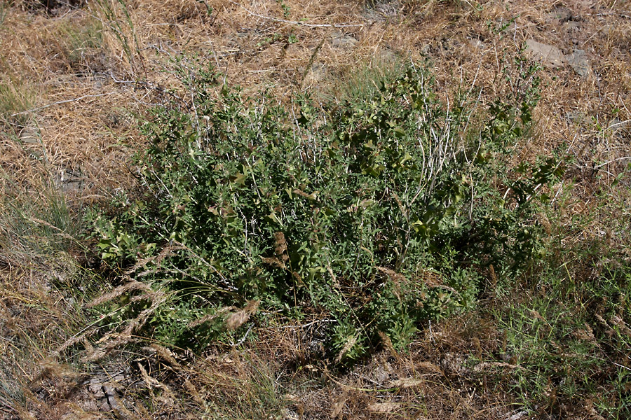 Image of Lagochilus platycalyx specimen.