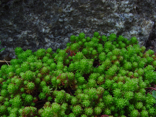 Image of Sedum lydium specimen.