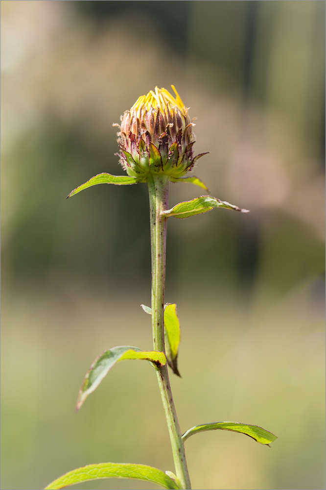 Image of Inula salicina specimen.