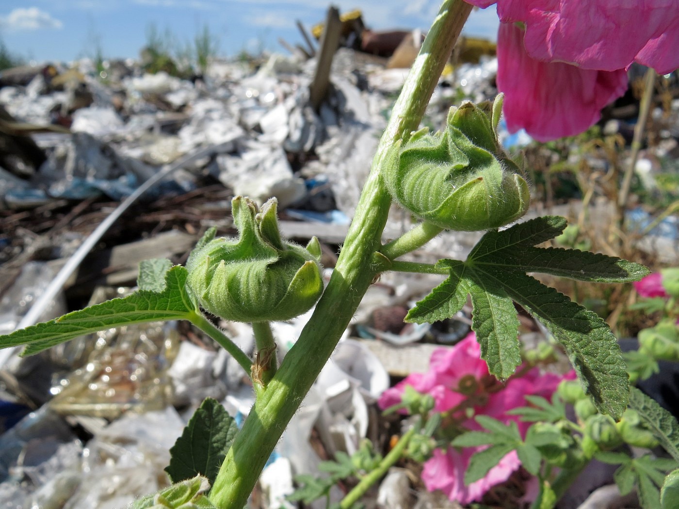 Image of Alcea rosea specimen.
