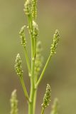 Asparagus officinalis. Часть молодого побега с боковыми веточками. Воронежская обл., Лискинский р-н, окр. с. Дивногорье. 02.05.2015.