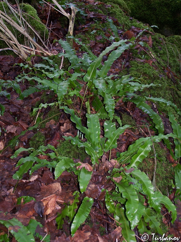 Изображение особи Phyllitis scolopendrium.