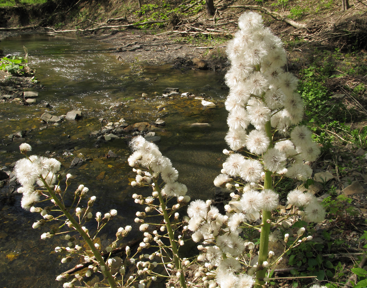 Image of Petasites hybridus specimen.