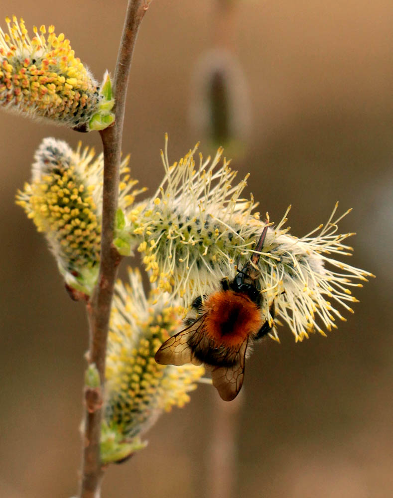 Изображение особи Salix cinerea.