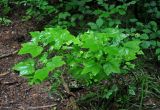 род Ribes. Вегетирующее растение. Приморье, Ольгинский р-н, долина р. Милоградовки, смешанный лес. 21.08.2015.