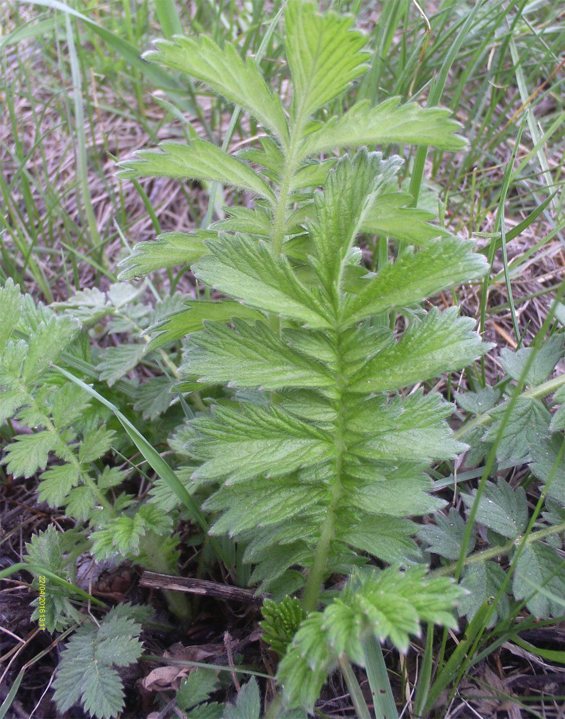 Изображение особи Agrimonia eupatoria.