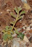 Image of taxon representative. Author is Татьяна Мальчинская