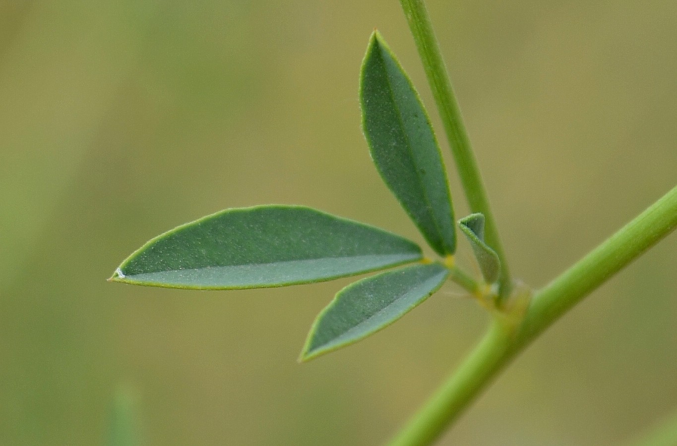 Image of Melilotus polonicus specimen.