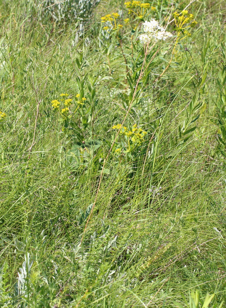 Image of Filipendula vulgaris specimen.