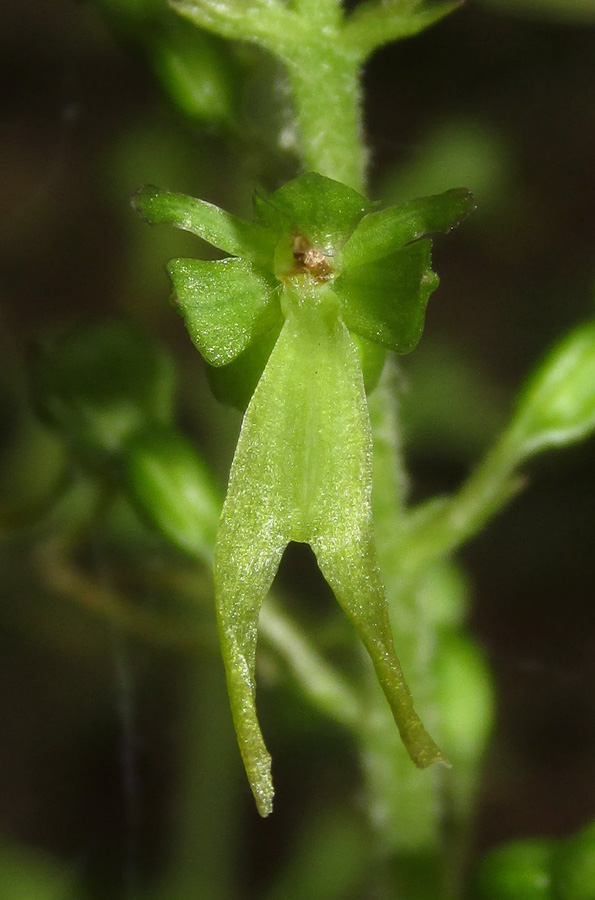 Image of Listera ovata specimen.