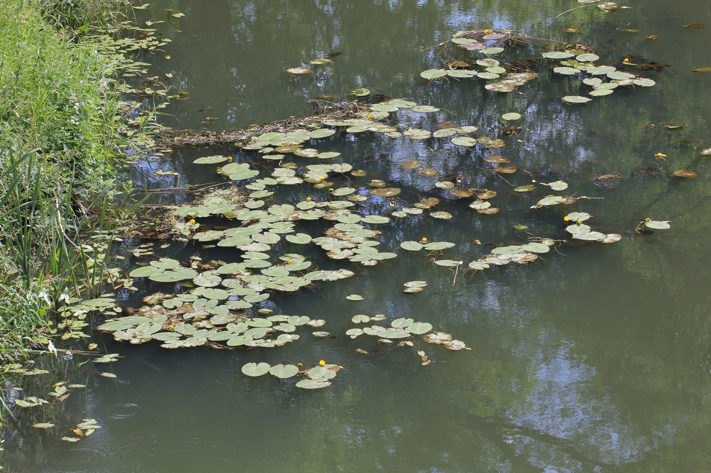 Изображение особи Nuphar lutea.