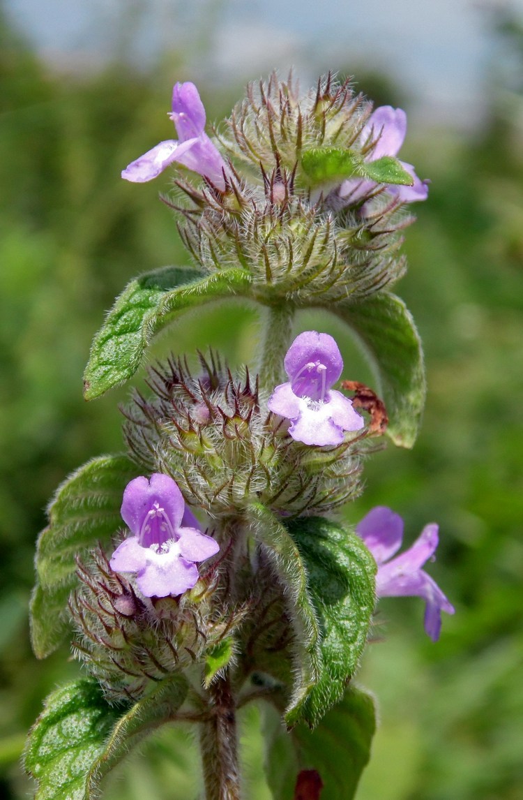 Image of Clinopodium caucasicum specimen.