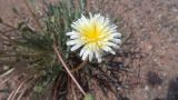 род Taraxacum. Соцветие. Хакасия, окр. оз. Белё, сухая степь. 30.06.2016.
