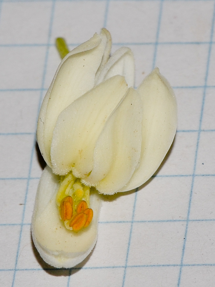 Image of Moringa oleifera specimen.