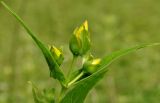 Hypericum ascyron. Распускающееся соцветие. Приморский край, Уссурийский гор. округ, окр. с. Монакино, поляна в широколиственном редколесье. 17.07.2016.