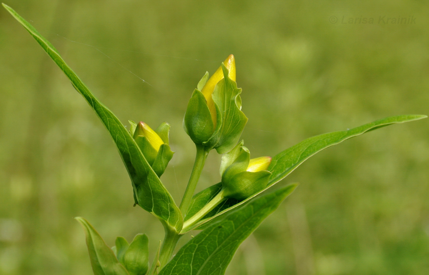 Изображение особи Hypericum ascyron.