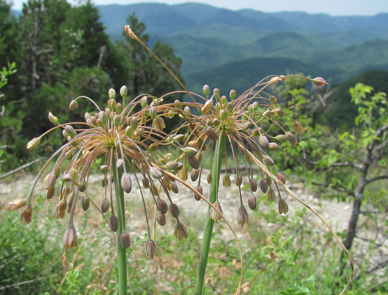 Image of Allium paczoskianum specimen.