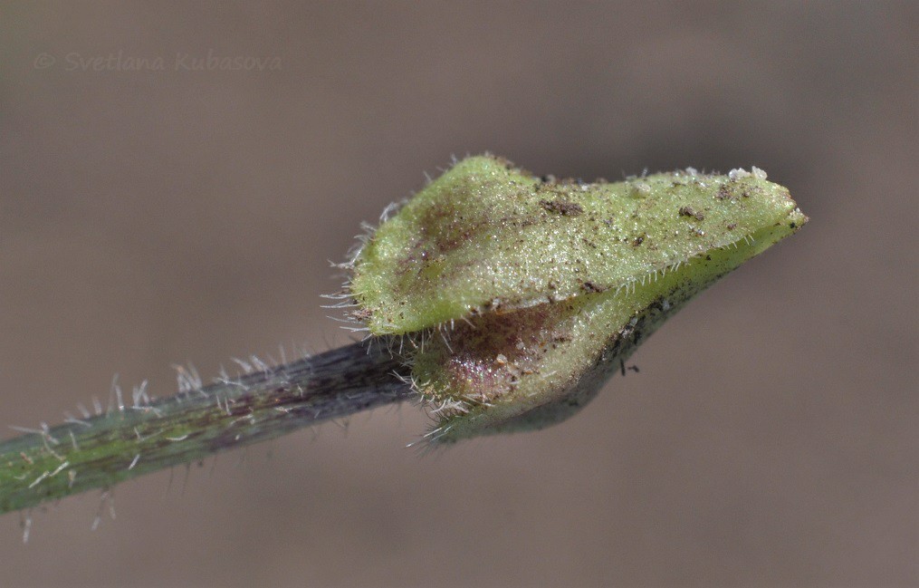 Image of Viola hirta specimen.