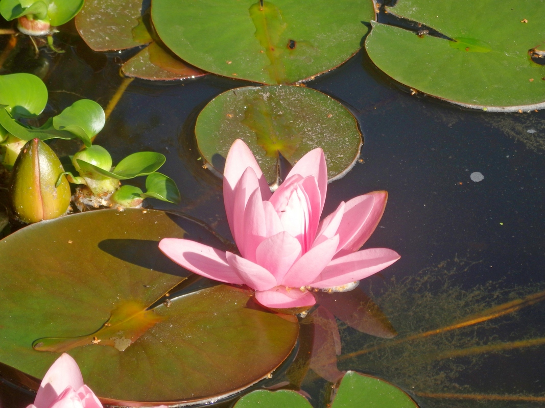 Image of Nymphaea &times; marliacea specimen.