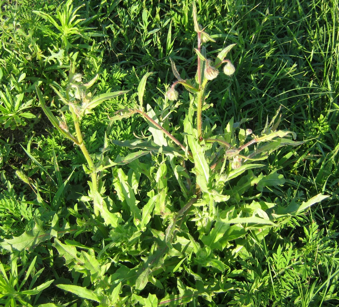 Изображение особи Crepis rhoeadifolia.