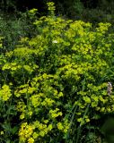 Bupleurum aureum ssp. porfirii