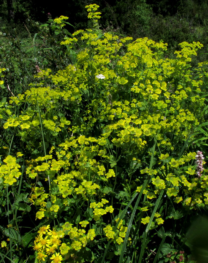 Изображение особи Bupleurum aureum ssp. porfirii.