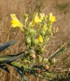 Linaria genistifolia. Часть веточки с цветами и плодами. Краснодарский край, г. Усть-Лабинск, склон правого берега Кубани, останец степной растительности. 27.09.2015.