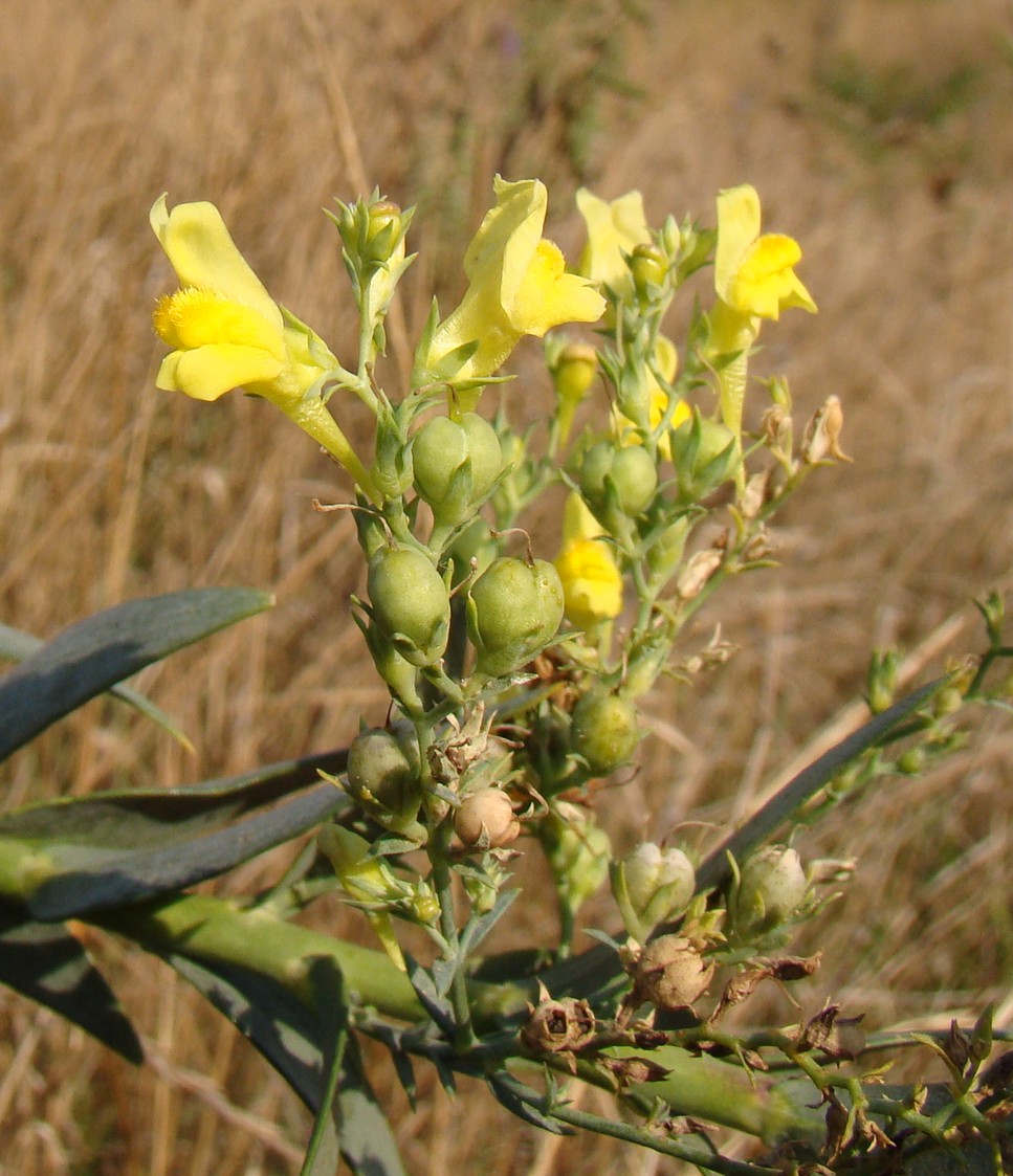 Изображение особи Linaria genistifolia.