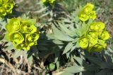 Euphorbia rigida