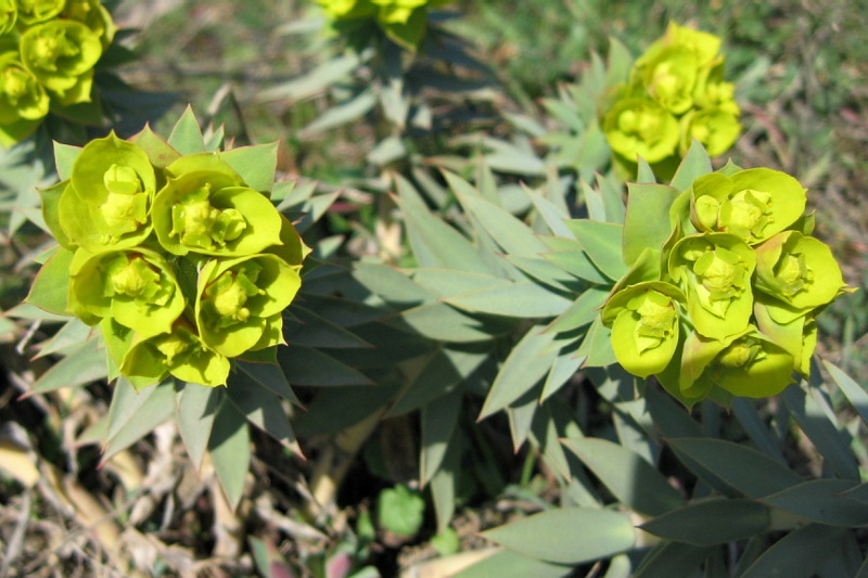 Изображение особи Euphorbia rigida.