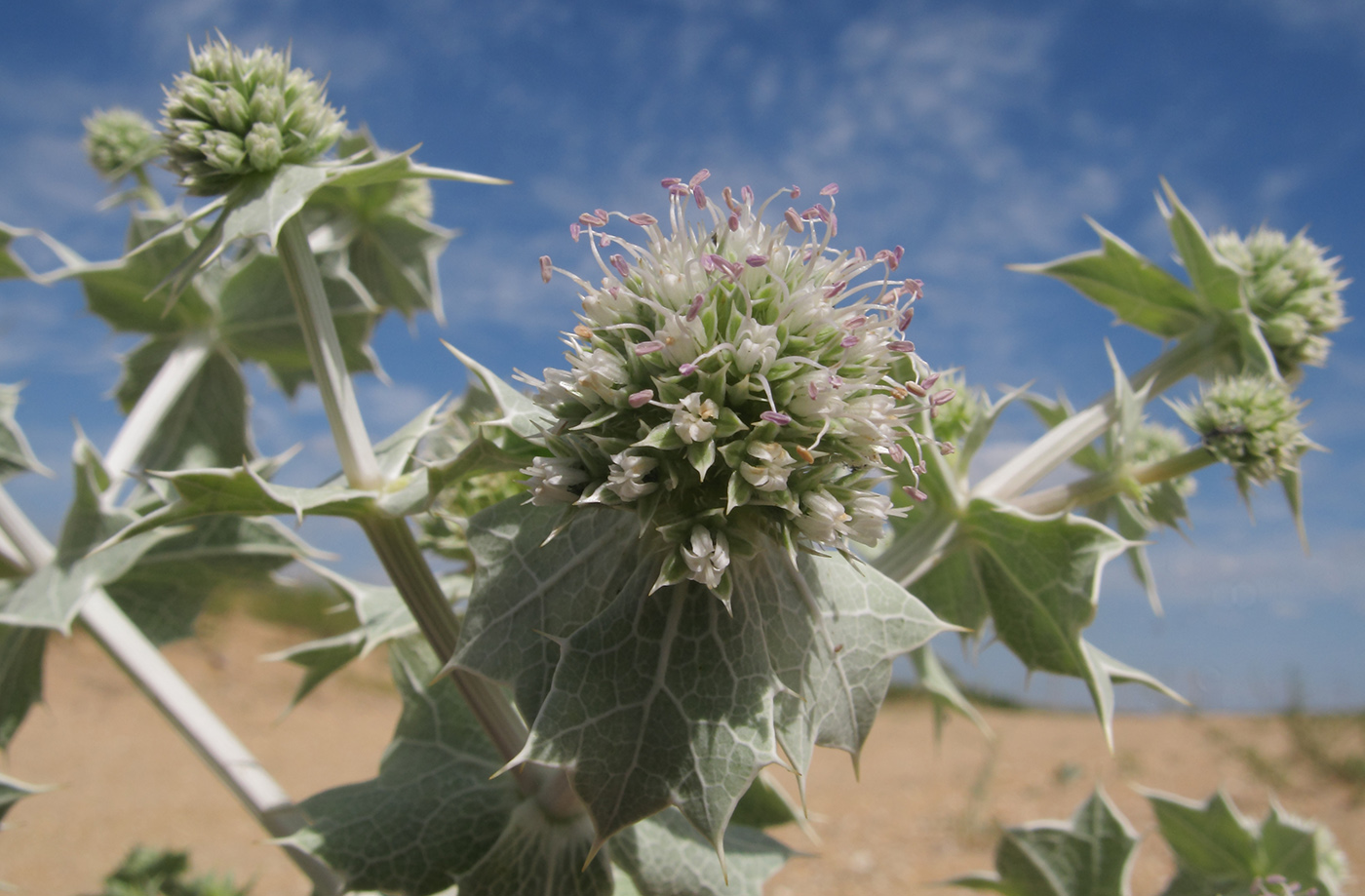 Изображение особи Eryngium maritimum.