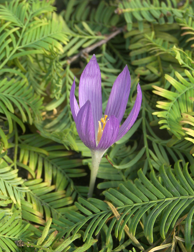 Изображение особи Crocus autranii.