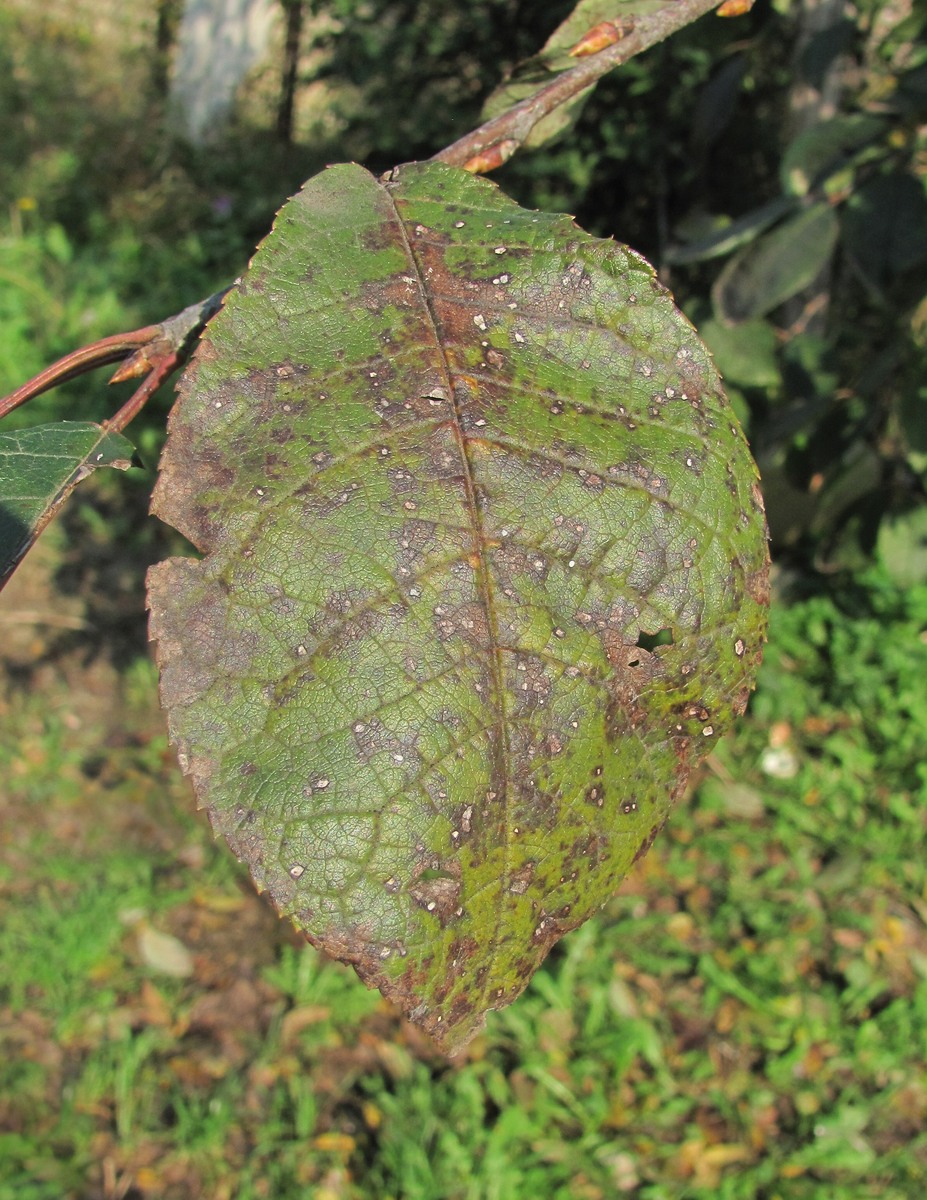 Image of Padus avium specimen.