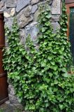 genus Hedera. Растения на стене здания. Северная Осетия, Владикавказ, в культуре. 04.07.2016.