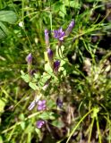 Gentianella caucasea