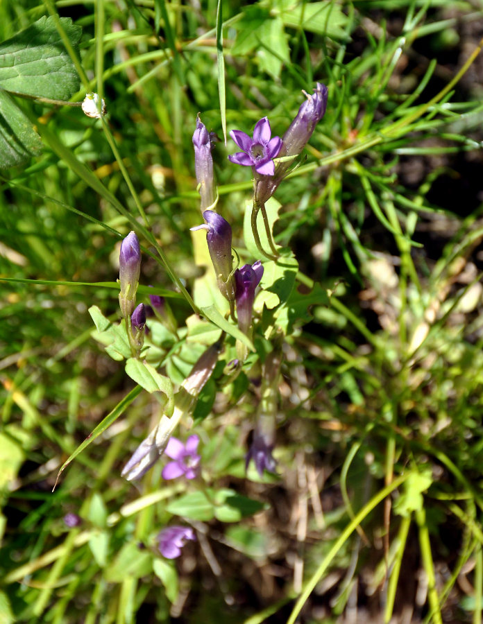 Image of Gentianella caucasea specimen.