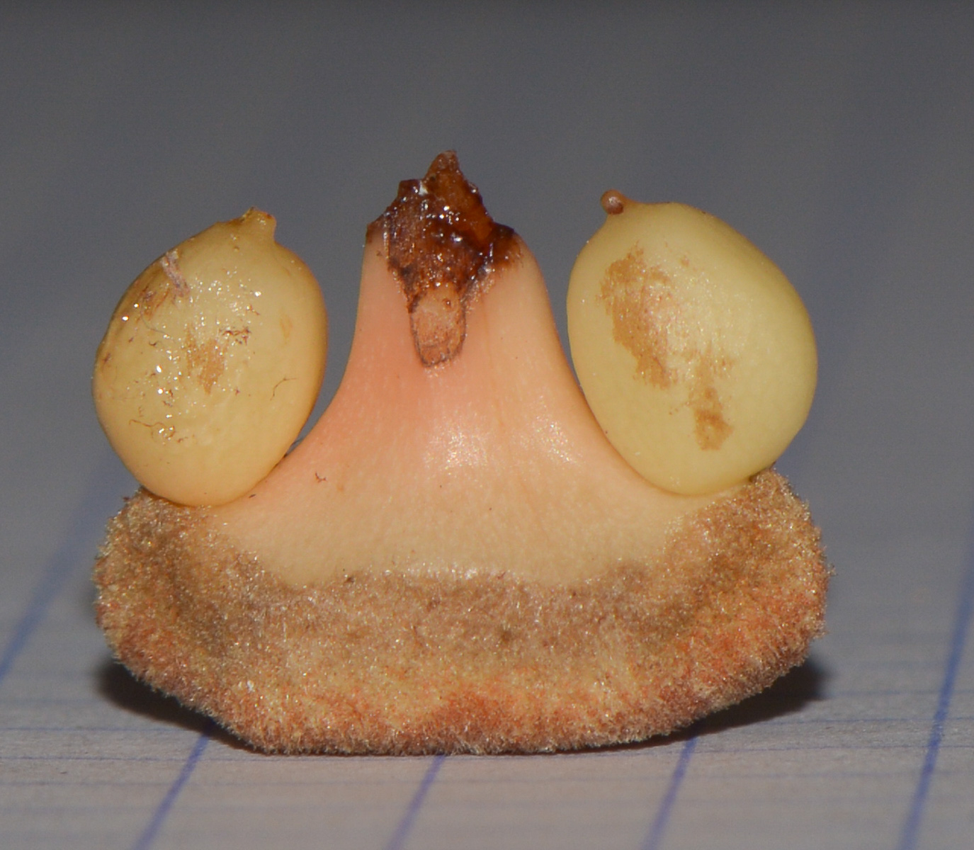 Image of Zamia furfuracea specimen.