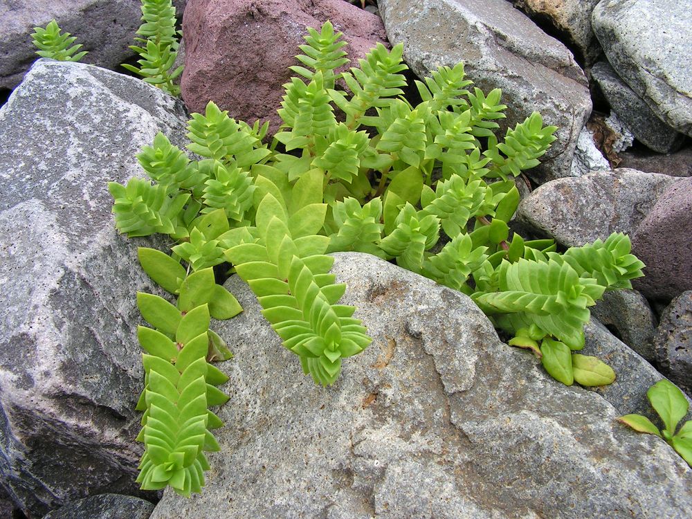 Image of Honckenya peploides ssp. major specimen.