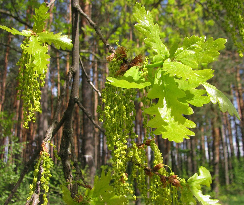 Изображение особи Quercus robur.