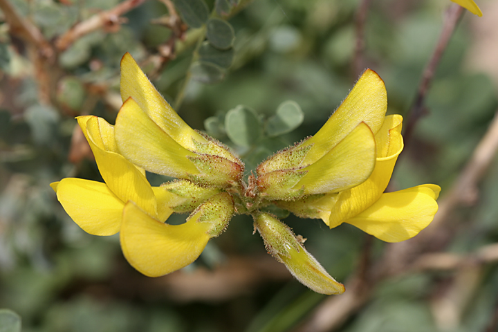 Изображение особи Calophaca tianschanica.