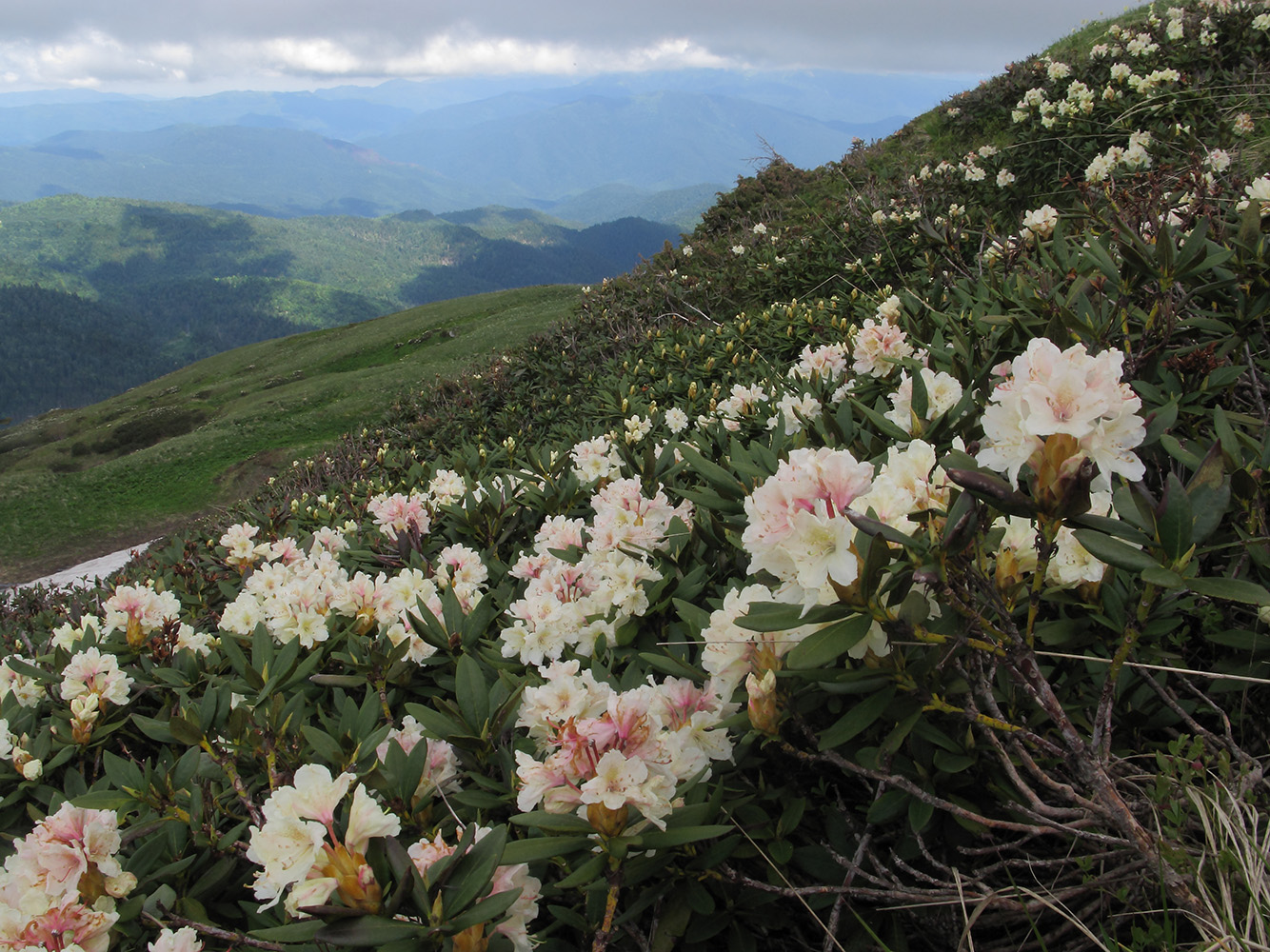 Image of Rhododendron caucasicum specimen.