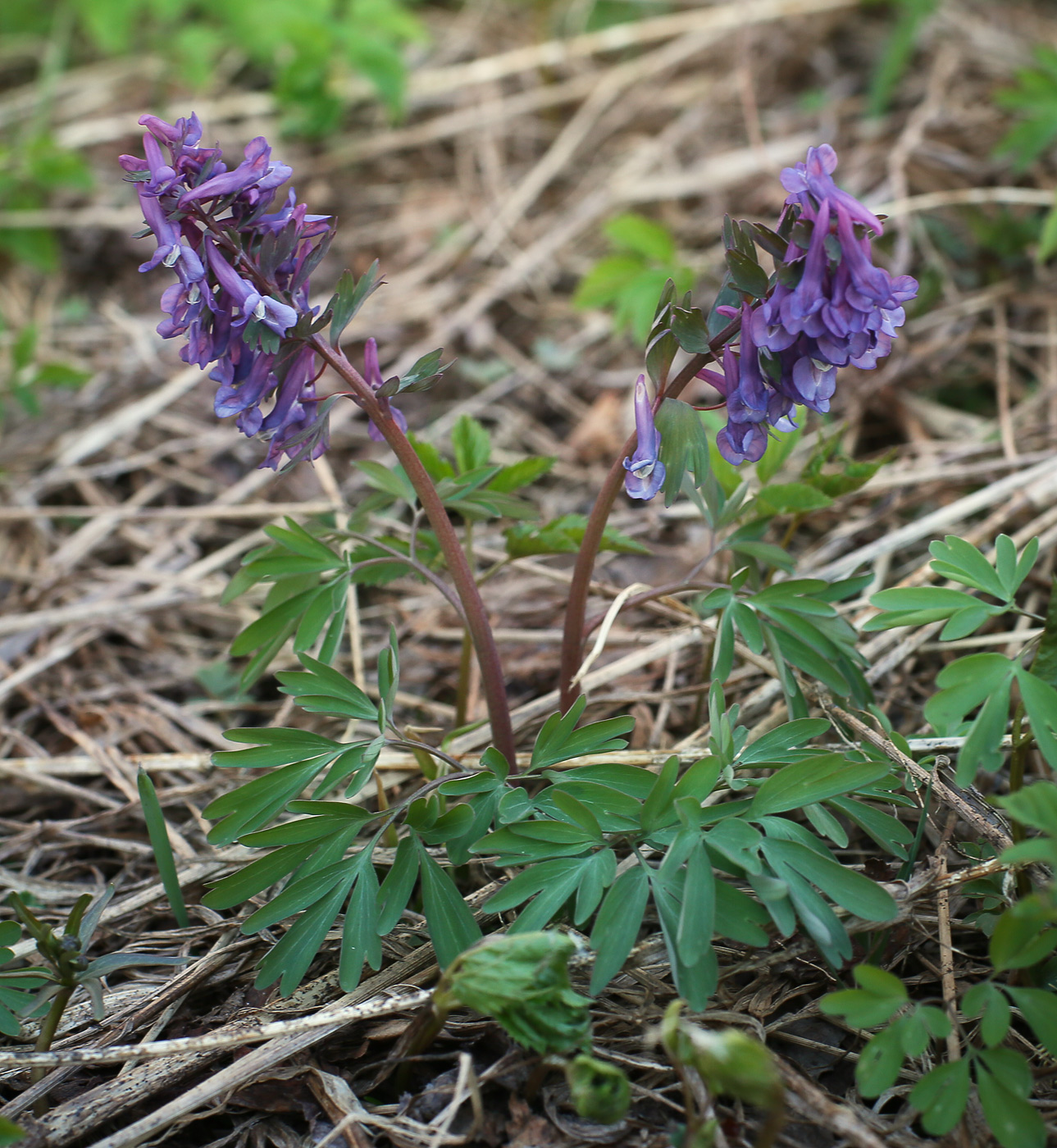 Image of Corydalis solida specimen.