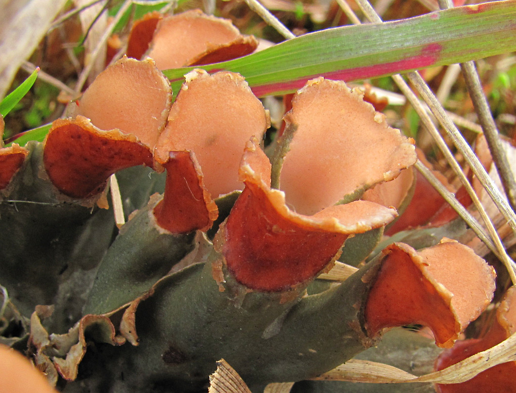 Image of genus Peltigera specimen.