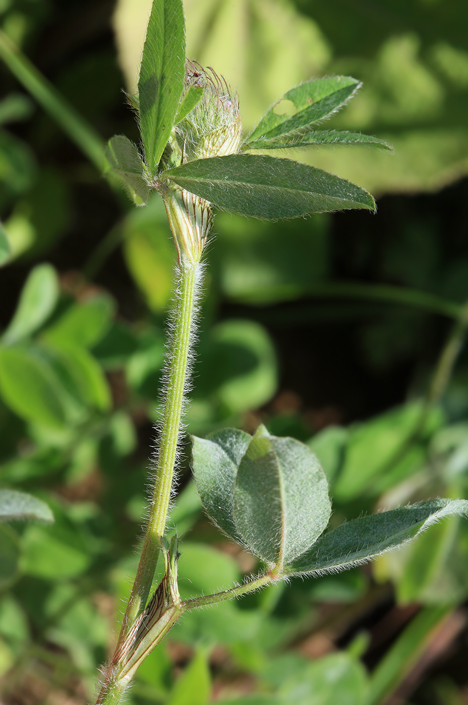 Image of Trifolium pratense specimen.