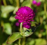 Gomphrena globosa