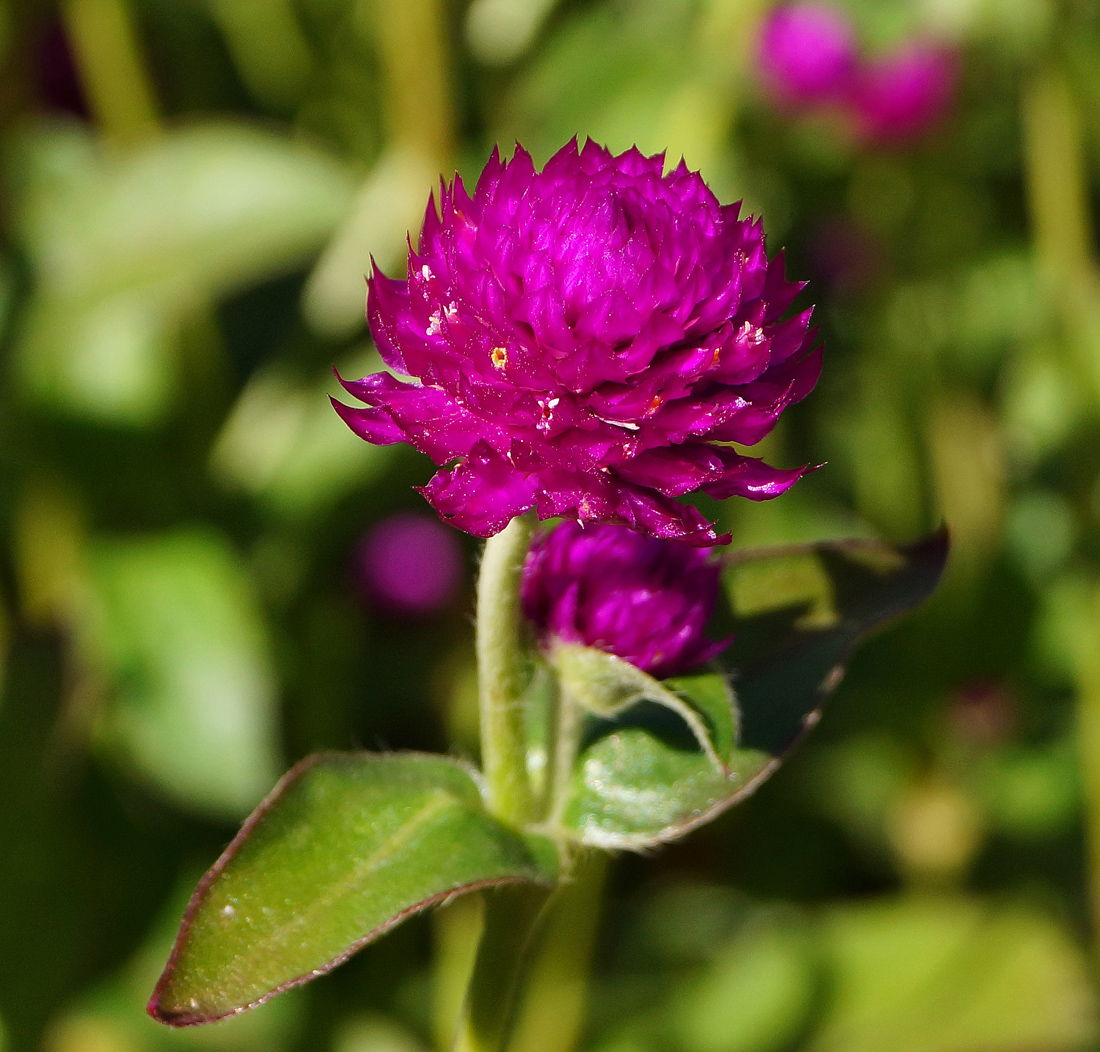 Изображение особи Gomphrena globosa.